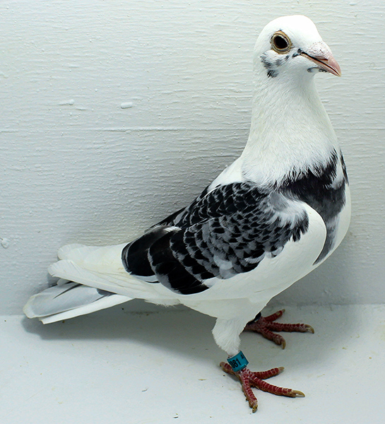 Band: AU 20081 AA 2025